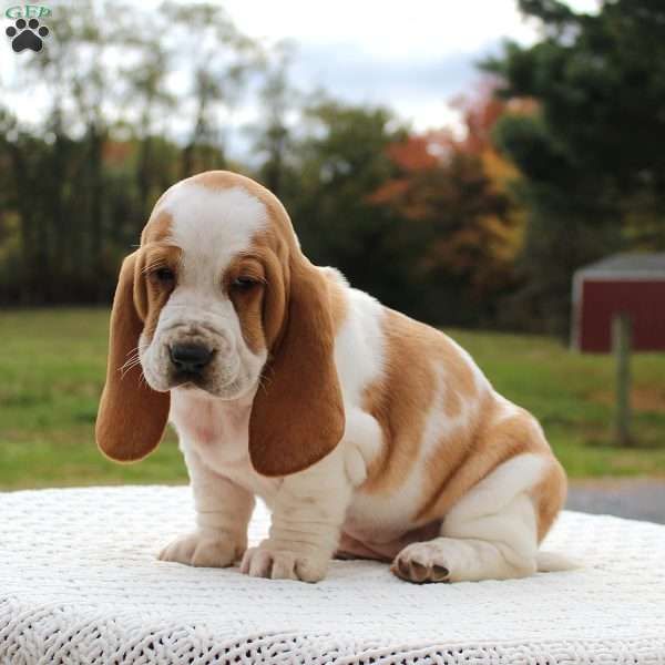 Daisy, Basset Hound Puppy